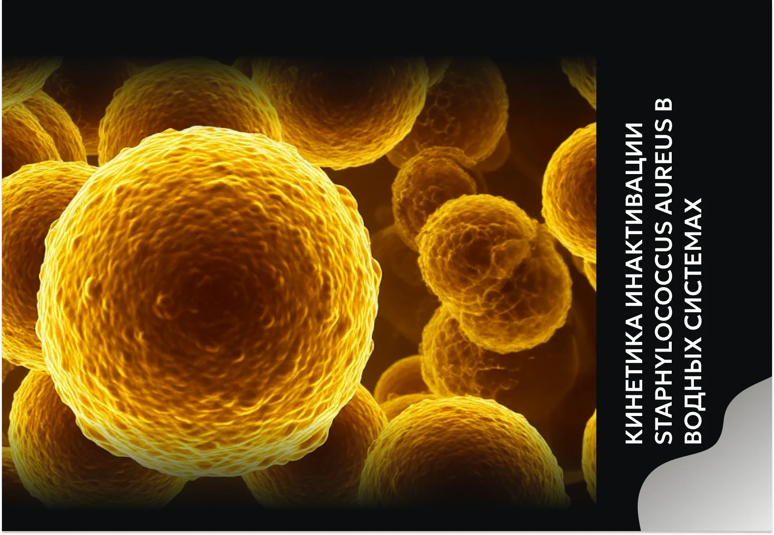 Кинетика инактивации Staphylococcus aureus в водных системах с использованием ионов меди и серебра: Обзор современных исследований